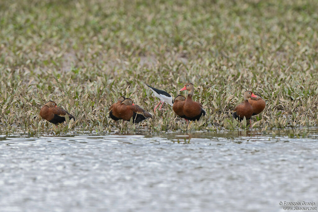 Dendrocygne à ventre noir