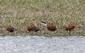 Black-bellied Whistling Duck