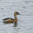 Dendrocygne fauve