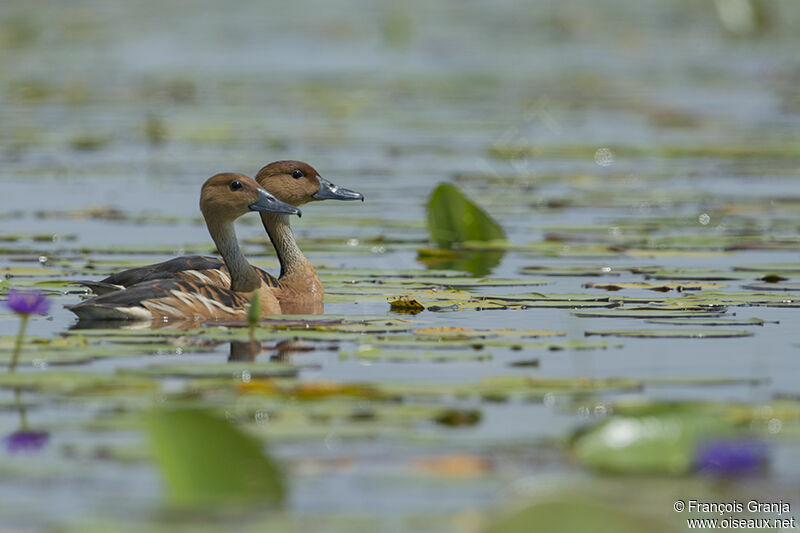 Dendrocygne fauveadulte