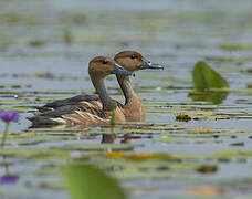 Fulvous Whistling Duck