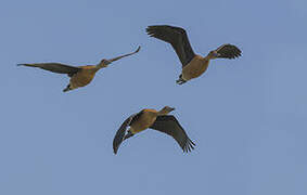 Fulvous Whistling Duck