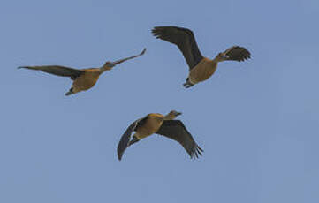 Dendrocygne fauve