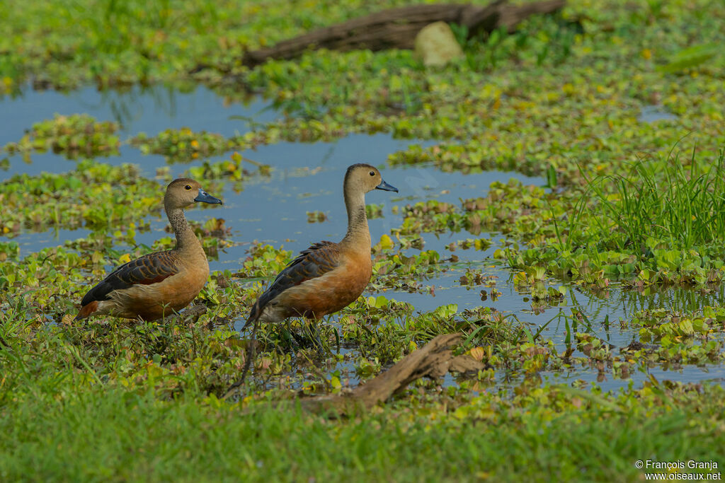 Dendrocygne siffleur