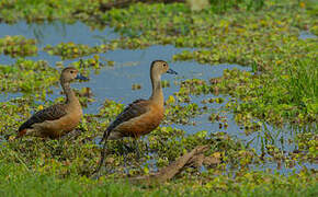 Lesser Whistling Duck