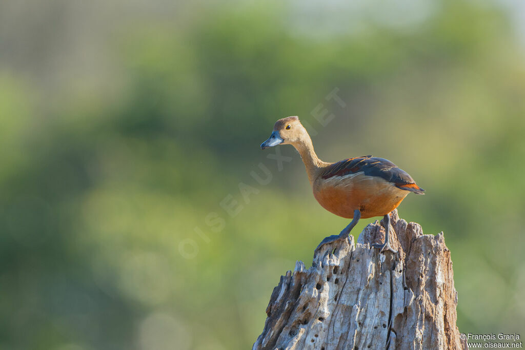 Dendrocygne siffleuradulte