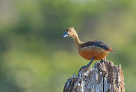 Lesser Whistling Duck