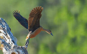 Lesser Whistling Duck