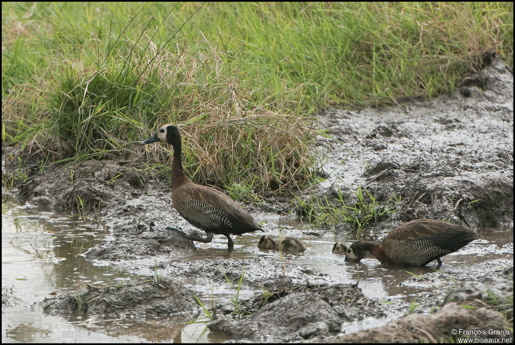 Dendrocygne veuf 