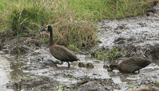 White-faced Whistling Duck