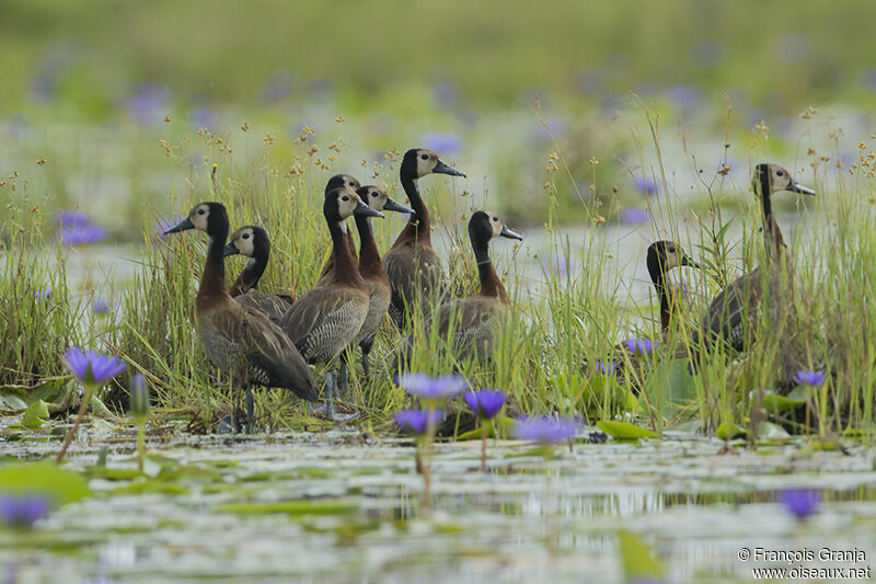 White-faced Whistling Duckadult