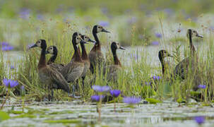 White-faced Whistling Duck