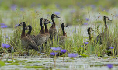 Dendrocygne veuf