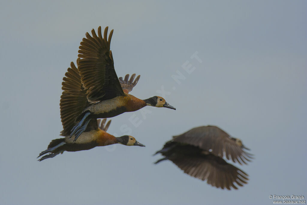 White-faced Whistling Duck