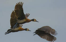 White-faced Whistling Duck