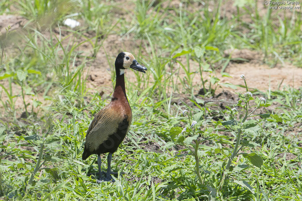 White-faced Whistling Duck