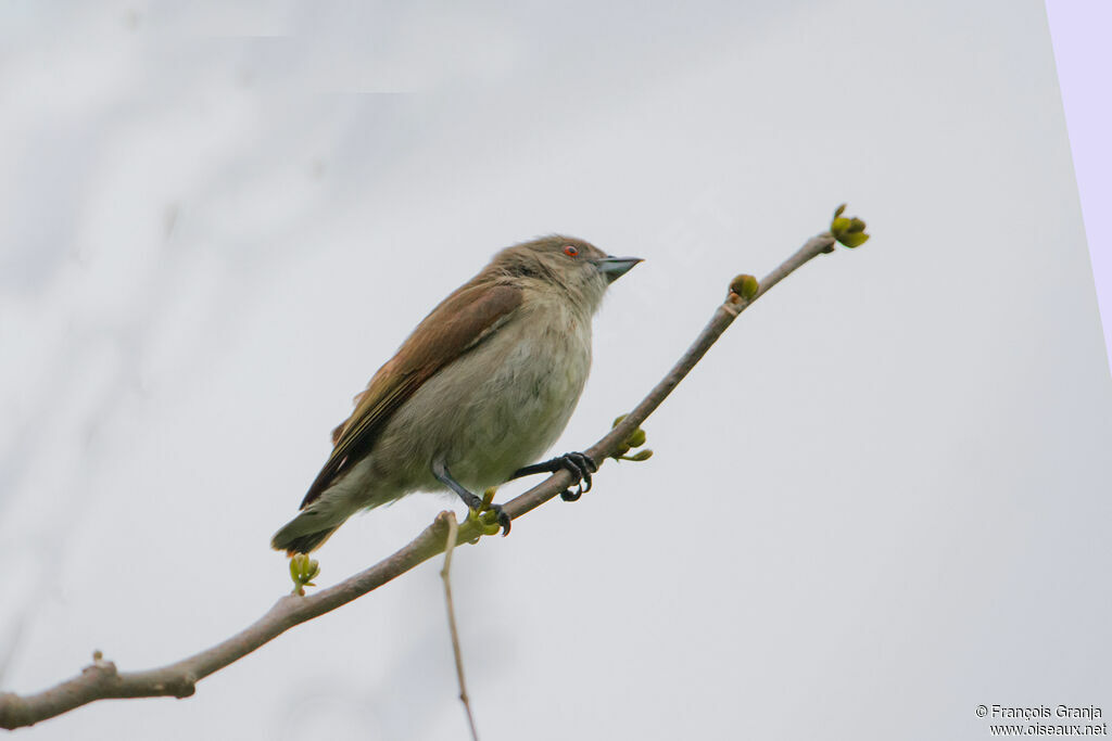 Thick-billed Flowerpecker