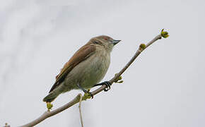 Thick-billed Flowerpecker