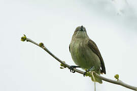 Thick-billed Flowerpecker