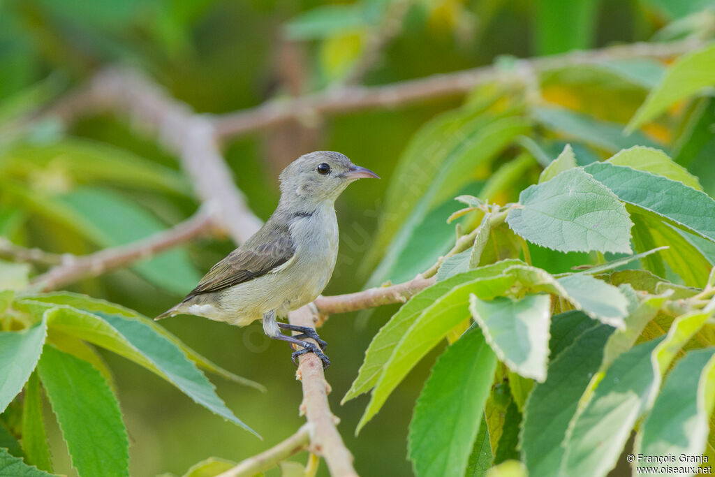 Pale-billed Flowerpecker