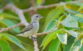 Pale-billed Flowerpecker