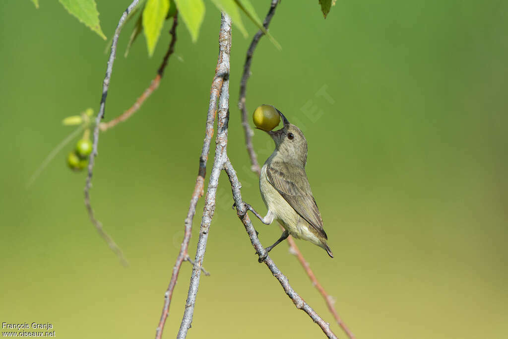 Pale-billed Flowerpeckeradult, feeding habits