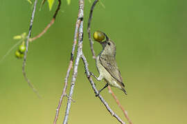 Pale-billed Flowerpecker