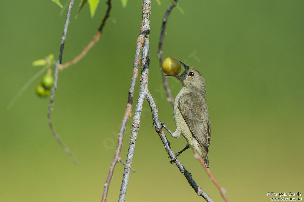 Pale-billed Flowerpecker