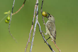 Pale-billed Flowerpecker