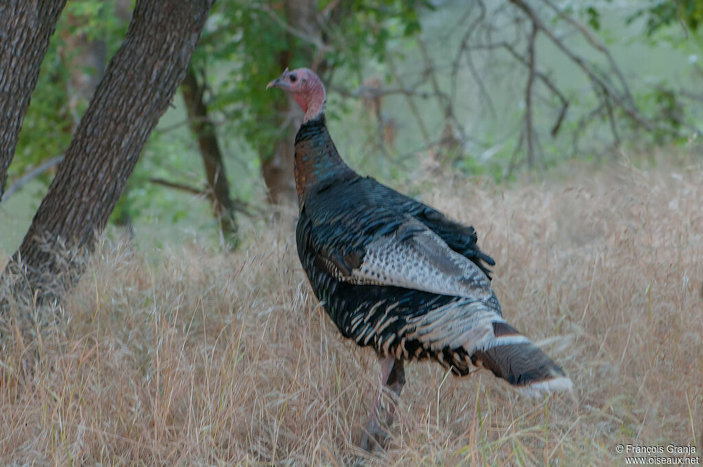 Wild Turkey