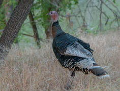 Wild Turkey