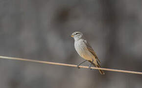 Spot-billed Ground Tyrant