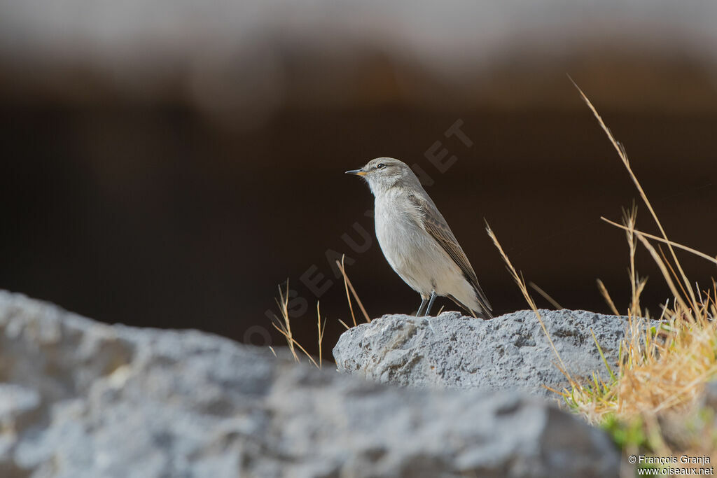 Spot-billed Ground Tyrant