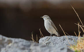 Spot-billed Ground Tyrant