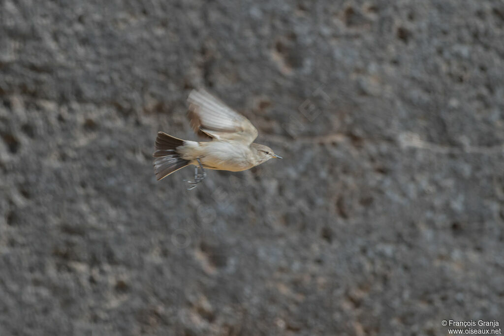 Spot-billed Ground Tyrant