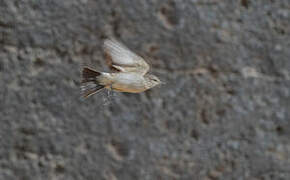 Spot-billed Ground Tyrant