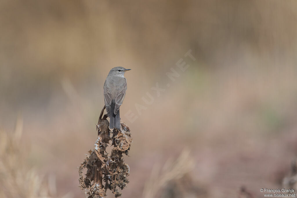 Spot-billed Ground Tyrant