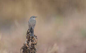 Spot-billed Ground Tyrant