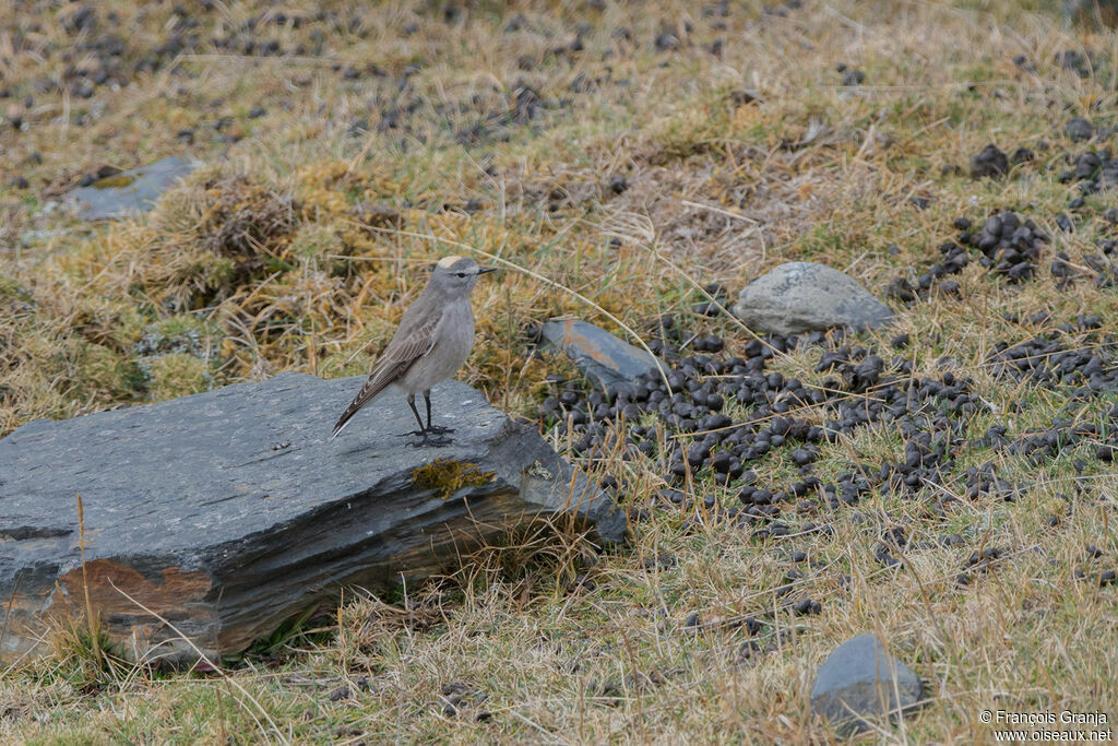 Rufous-naped Ground Tyrant