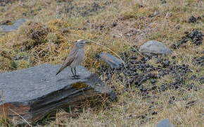 Rufous-naped Ground Tyrant