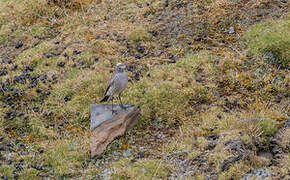 Rufous-naped Ground Tyrant