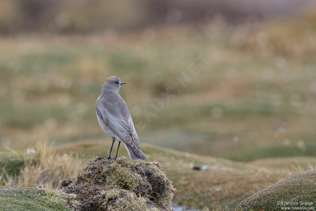 White-fronted Ground Tyrant