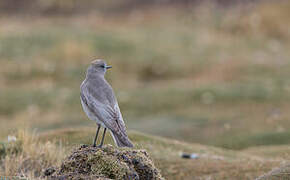 White-fronted Ground Tyrant