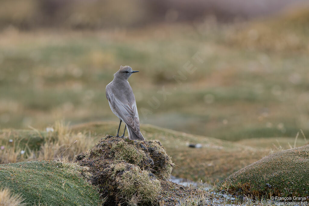 White-fronted Ground Tyrant