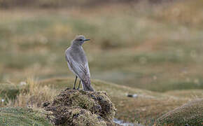 White-fronted Ground Tyrant