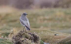 White-fronted Ground Tyrant