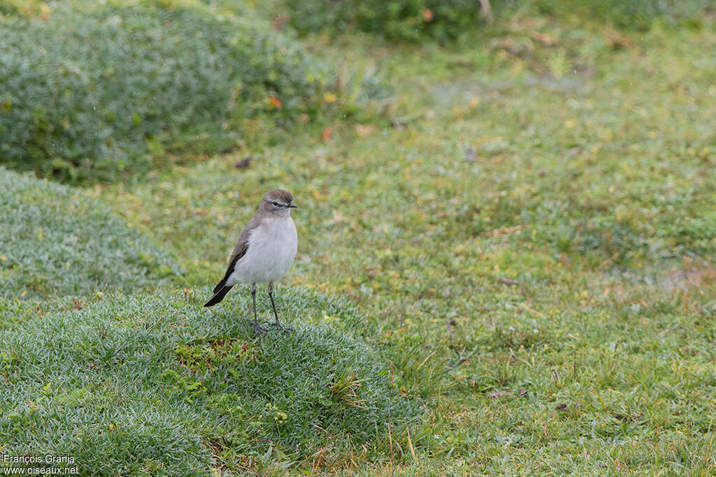 Paramo Ground Tyrant, habitat, pigmentation