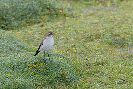 Paramo Ground Tyrant