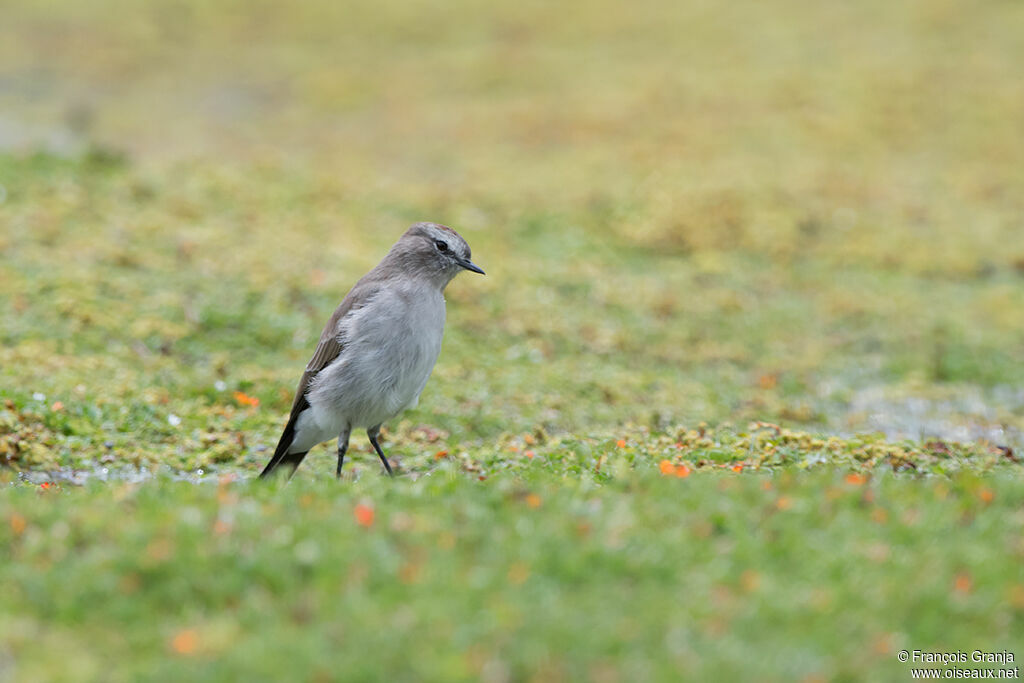 Paramo Ground Tyrant