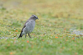 Paramo Ground Tyrant